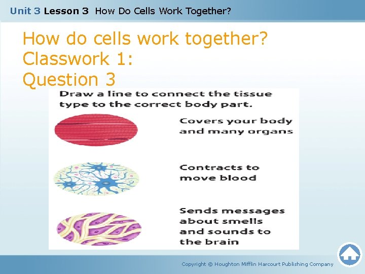 Unit 3 Lesson 3 How Do Cells Work Together? How do cells work together?