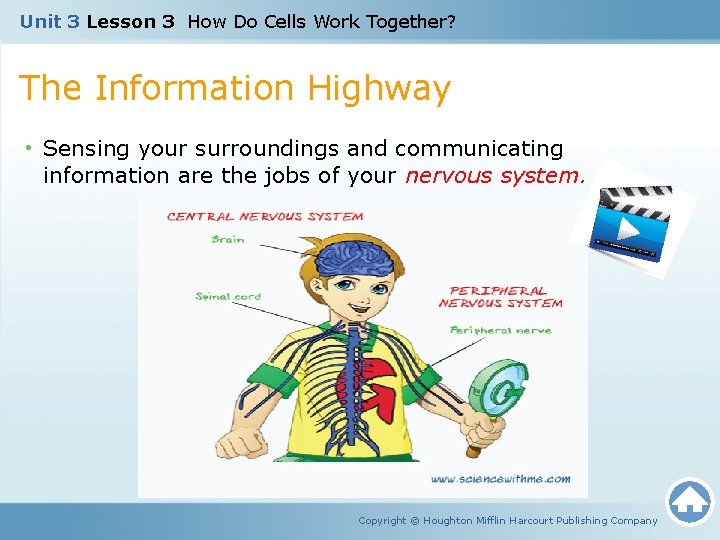 Unit 3 Lesson 3 How Do Cells Work Together? The Information Highway • Sensing