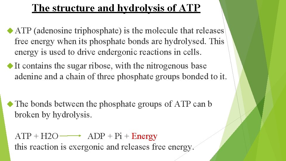 The structure and hydrolysis of ATP (adenosine triphosphate) is the molecule that releases free