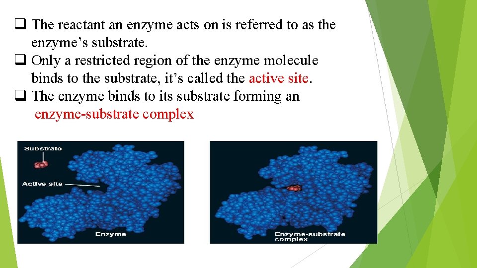 q The reactant an enzyme acts on is referred to as the enzyme’s substrate.