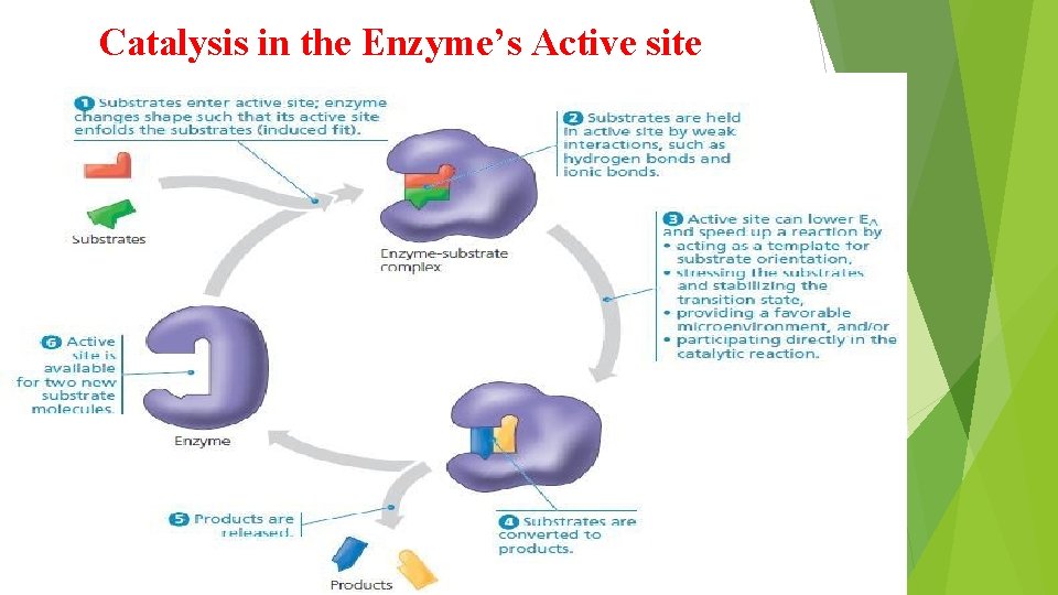 Catalysis in the Enzyme’s Active site 