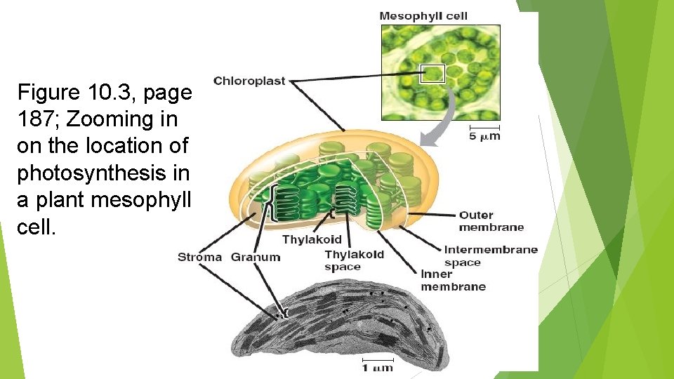 Figure 10. 3, page 187; Zooming in on the location of photosynthesis in a