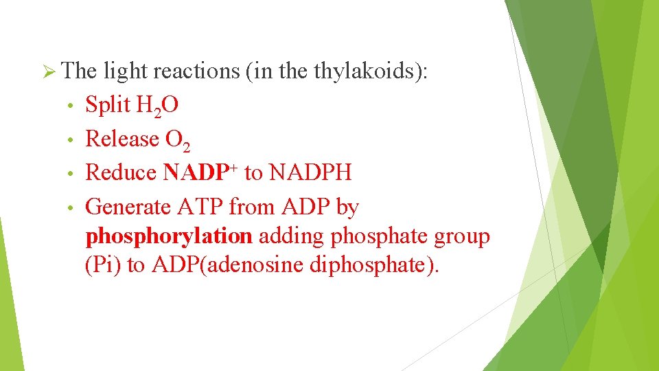 Ø The • • light reactions (in the thylakoids): Split H 2 O Release