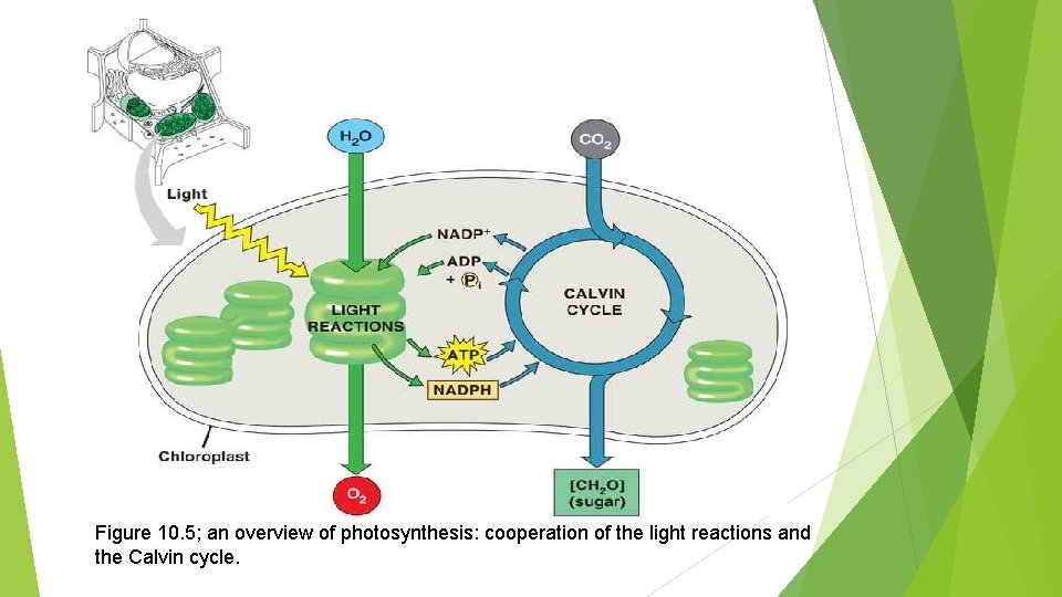 Figure 10. 5; an overview of photosynthesis: cooperation of the light reactions and the