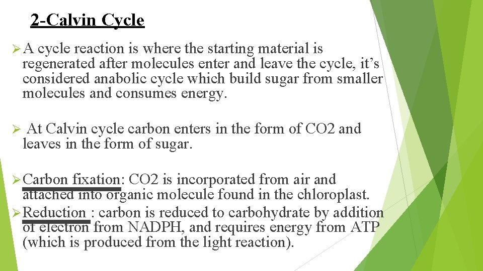 2 -Calvin Cycle ØA cycle reaction is where the starting material is regenerated after