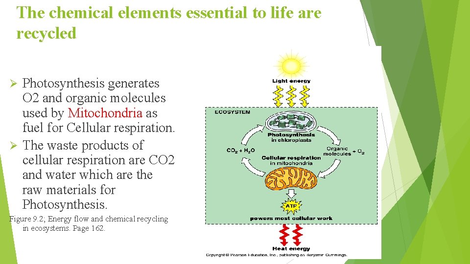 The chemical elements essential to life are recycled Photosynthesis generates O 2 and organic
