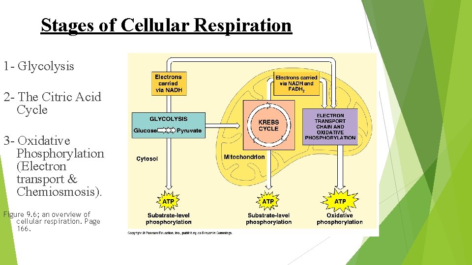 Stages of Cellular Respiration 1 - Glycolysis 2 - The Citric Acid Cycle 3