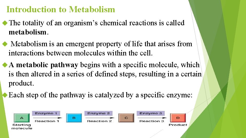 Introduction to Metabolism The totality of an organism’s chemical reactions is called metabolism. Metabolism