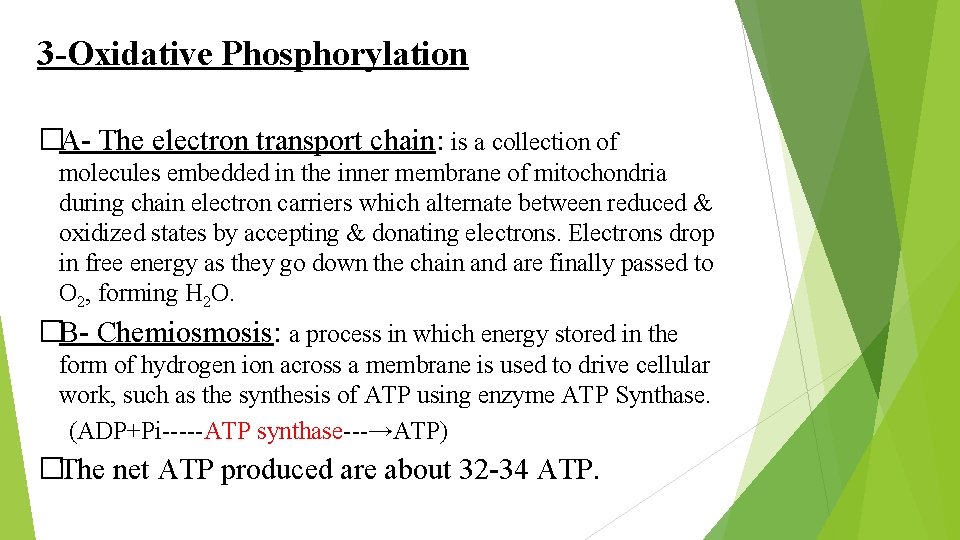 3 -Oxidative Phosphorylation �A- The electron transport chain: is a collection of molecules embedded