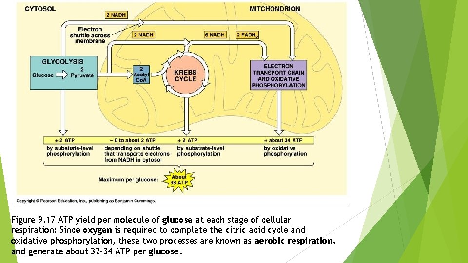 Figure 9. 17 ATP yield per molecule of glucose at each stage of cellular