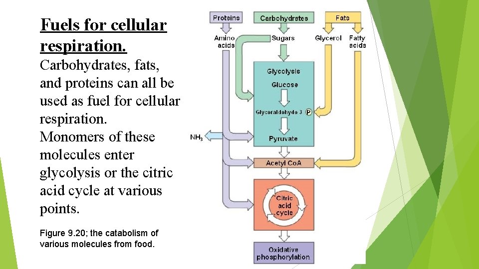 Fuels for cellular respiration. Carbohydrates, fats, and proteins can all be used as fuel