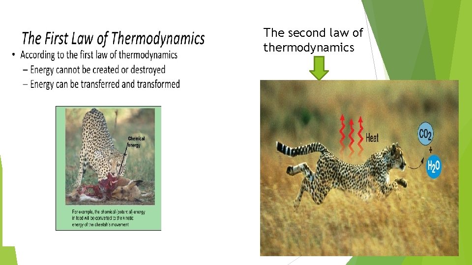 The second law of thermodynamics 