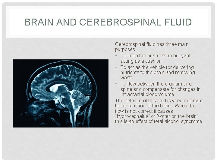 BRAIN AND CEREBROSPINAL FLUID Cerebrospinal fluid has three main purposes. • To keep the