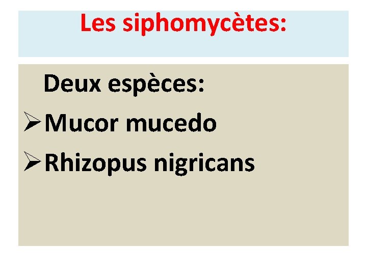 Les siphomycètes: Deux espèces: ØMucor mucedo ØRhizopus nigricans 