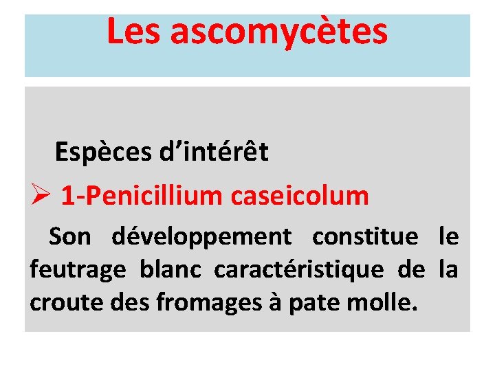 Les ascomycètes Espèces d’intérêt Ø 1 -Penicillium caseicolum Son développement constitue le feutrage blanc
