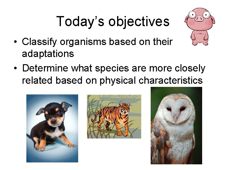 Today’s objectives • Classify organisms based on their adaptations • Determine what species are