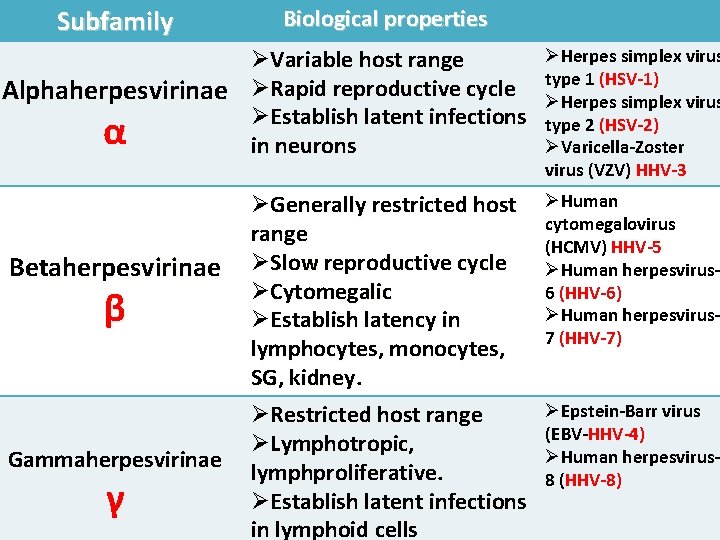 Subfamily Biological properties ØVariable host range Alphaherpesvirinae ØRapid reproductive cycle ØEstablish latent infections in