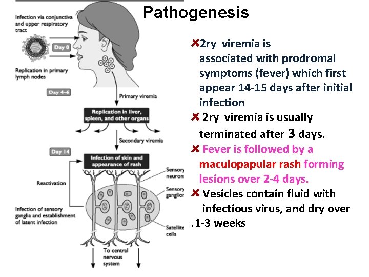 Pathogenesis 2 ry viremia is associated with prodromal symptoms (fever) which first appear 14