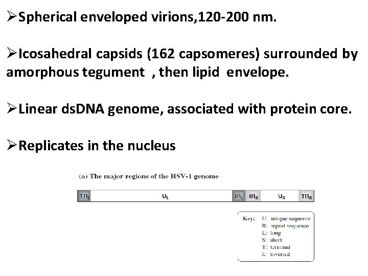 ØSpherical enveloped virions, 120 -200 nm. ØIcosahedral capsids (162 capsomeres) surrounded by amorphous tegument