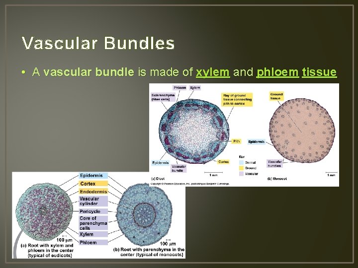 Vascular Bundles • A vascular bundle is made of xylem and phloem tissue 