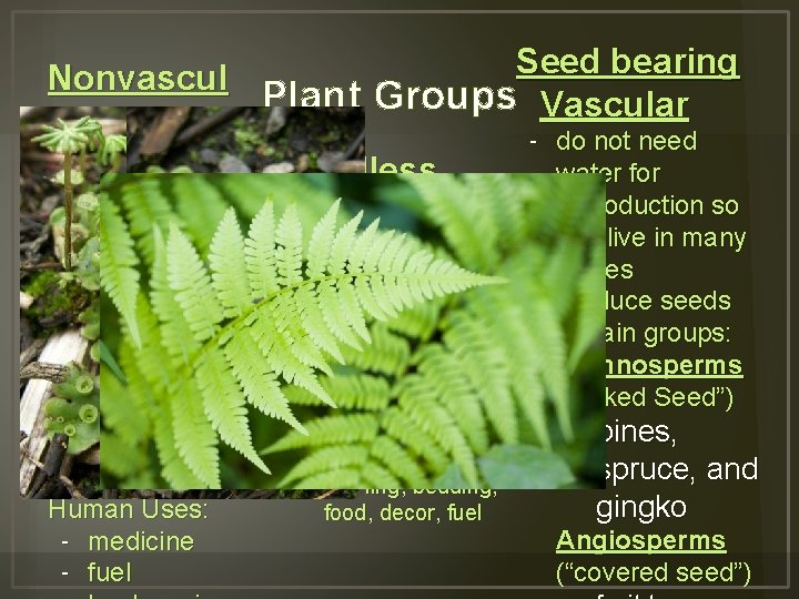 Seed bearing Nonvascul Plant Groups Vascular ar - do not need - no true