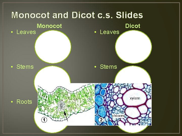 Monocot and Dicot c. s. Slides • Leaves Monocot • Leaves • Stems •