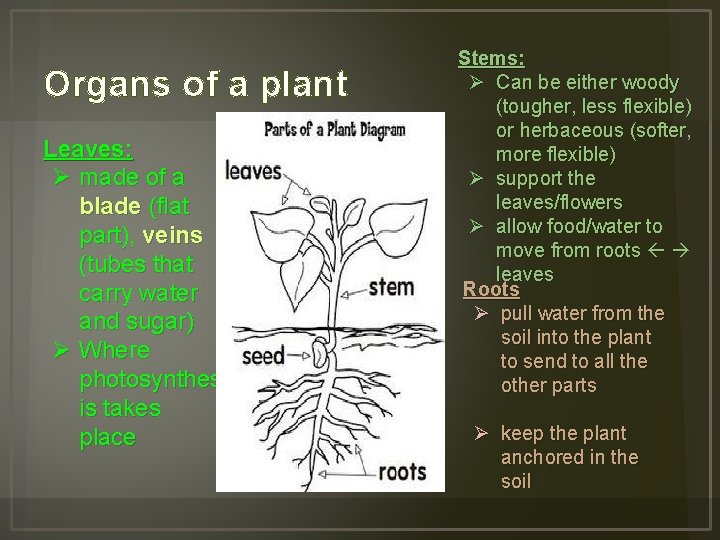 Organs of a plant Leaves: Ø made of a blade (flat part), veins (tubes