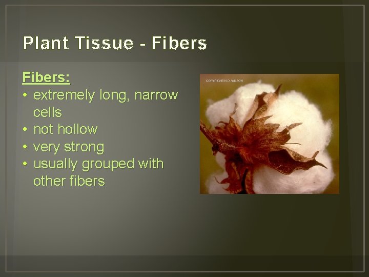 Plant Tissue - Fibers: • extremely long, narrow cells • not hollow • very