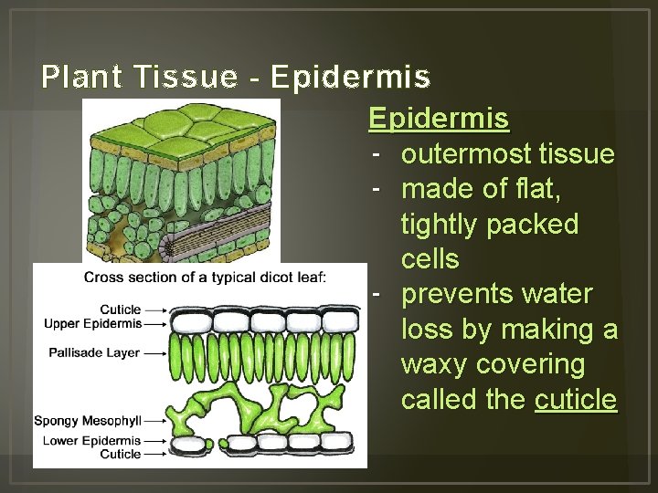Plant Tissue - Epidermis - outermost tissue - made of flat, tightly packed cells