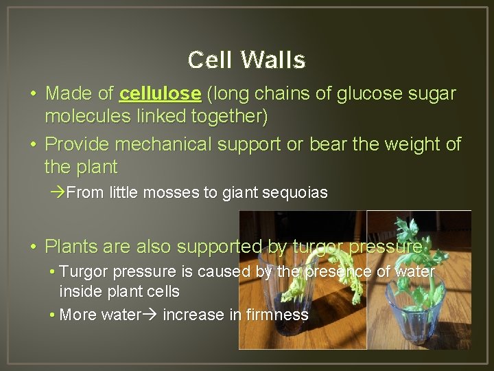 Cell Walls • Made of cellulose (long chains of glucose sugar molecules linked together)