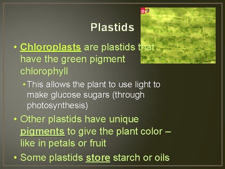 Plastids • Chloroplasts are plastids that have the green pigment chlorophyll • This allows