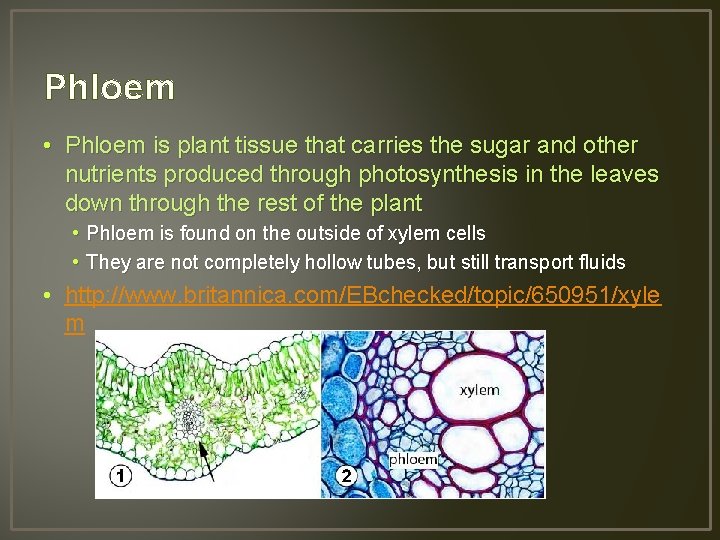 Phloem • Phloem is plant tissue that carries the sugar and other nutrients produced