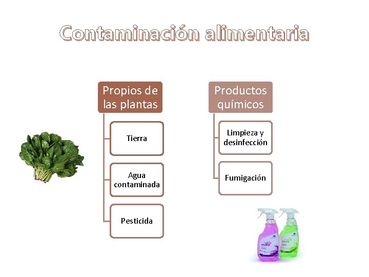 Contaminación alimentaria Propios de las plantas Productos químicos Tierra Limpieza y desinfección Agua contaminada