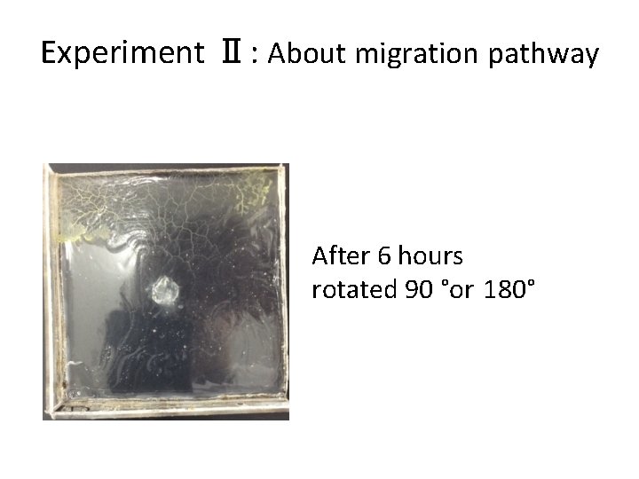 Experiment Ⅱ: About migration pathway After 6 hours rotated 90 °or 180° 