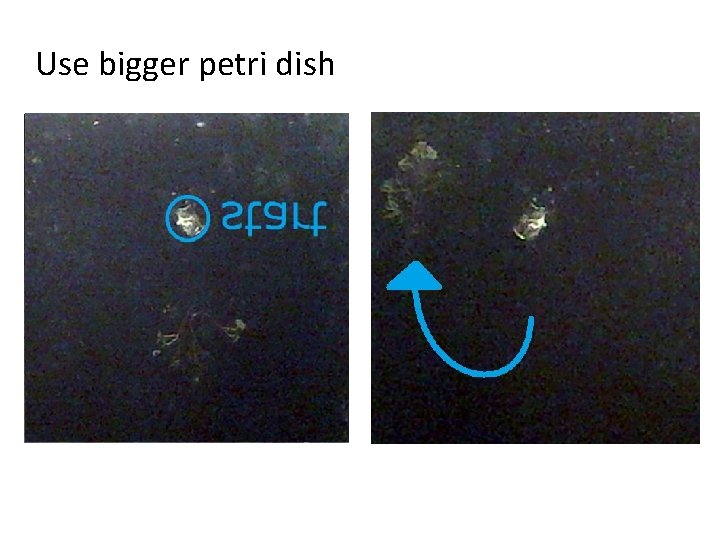 Use bigger petri dish 