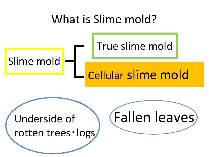 What is Slime mold? True slime mold Slime mold Cellularity slimemold Cellular slime Underside