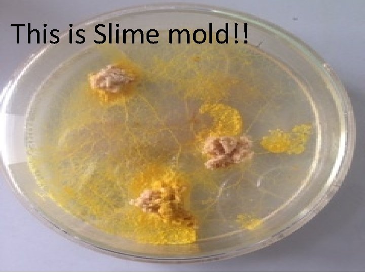 粘菌とは…？ This is Slime mold!! 