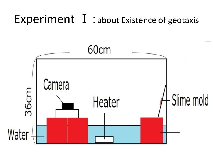 Experiment Ⅰ：about Existence of geotaxis 