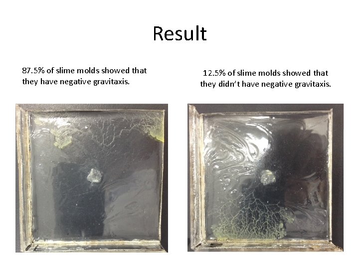 Result 87. 5% of slime molds showed that they have negative gravitaxis. 12. 5%