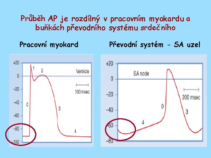 Průběh AP je rozdílný v pracovním myokardu a buňkách převodního systému srdečního Pracovní myokard