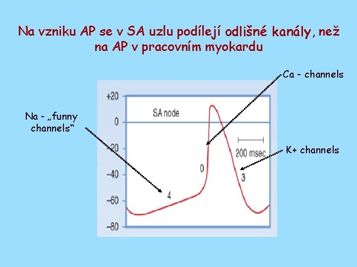 Na vzniku AP se v SA uzlu podílejí odlišné kanály, než na AP v