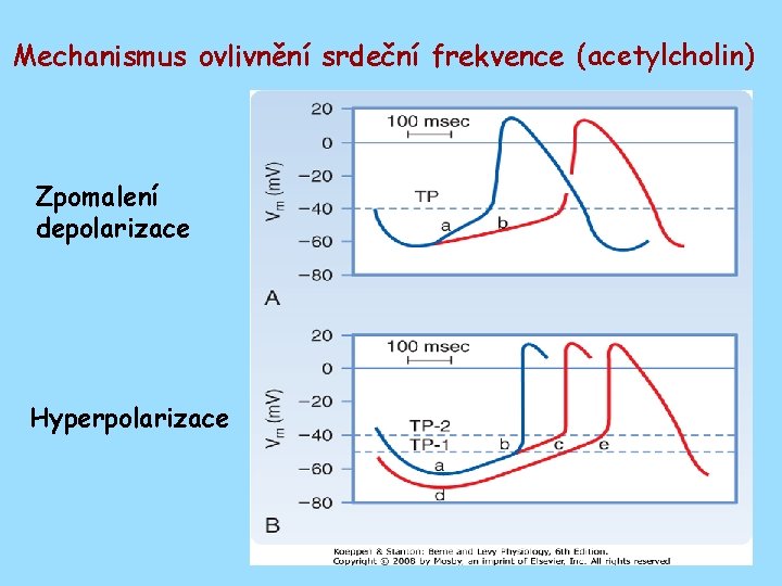 Mechanismus ovlivnění srdeční frekvence (acetylcholin) Zpomalení depolarizace Hyperpolarizace 