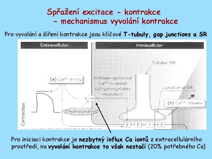 Spřažení excitace - kontrakce - mechanismus vyvolání kontrakce Pro vyvolání a šíření kontrakce jsou