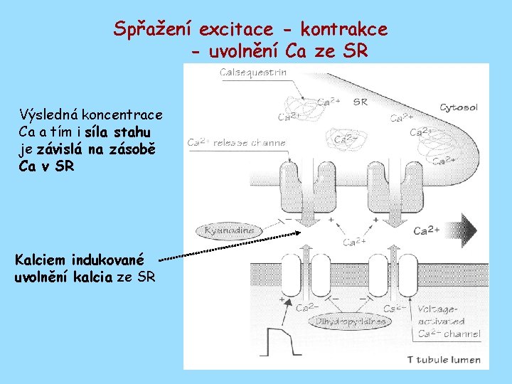 Spřažení excitace - kontrakce - uvolnění Ca ze SR Výsledná koncentrace Ca a tím