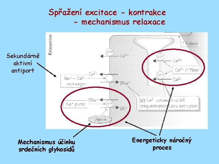 Spřažení excitace - kontrakce - mechanismus relaxace Sekundárně aktivní antiport Mechanismus účinku srdečních glykosidů