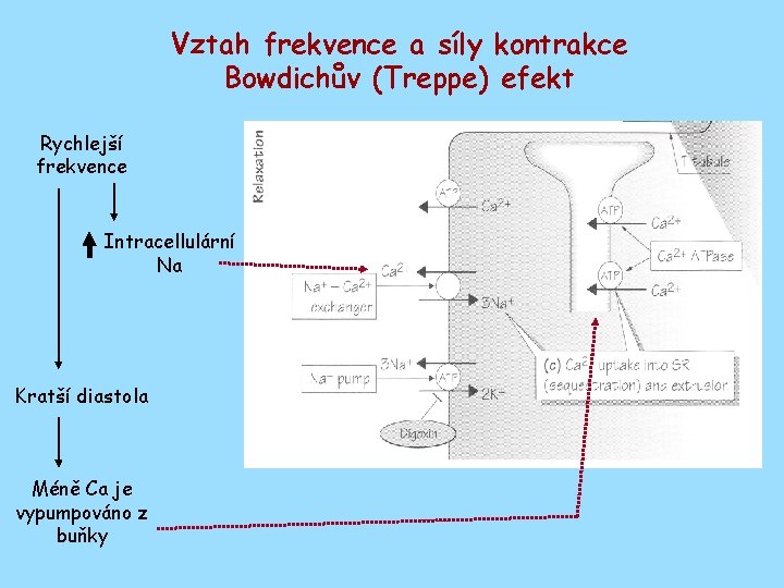 Vztah frekvence a síly kontrakce Bowdichův (Treppe) efekt Rychlejší frekvence Intracellulární Na Kratší diastola