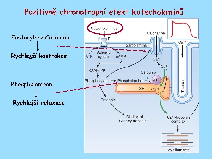 Pozitivně chronotropní efekt katecholaminů Fosforylace Ca kanálu Rychlejší kontrakce Phospholamban Rychlejší relaxace 