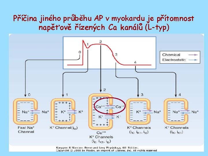 Příčina jiného průběhu AP v myokardu je přítomnost napěťově řízených Ca kanálů (L-typ) 