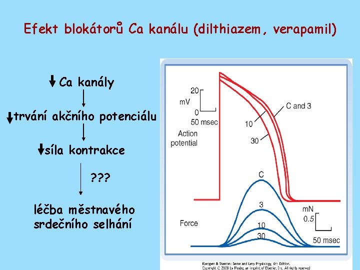 Efekt blokátorů Ca kanálu (dilthiazem, verapamil) Ca kanály trvání akčního potenciálu síla kontrakce ?