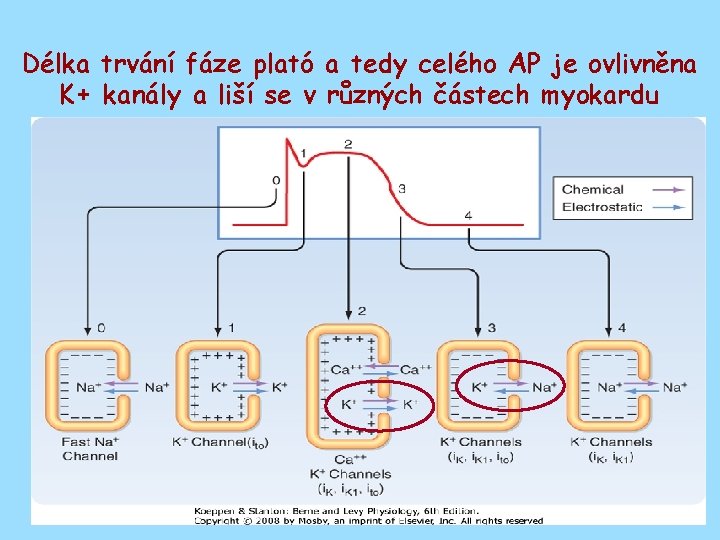 Délka trvání fáze plató a tedy celého AP je ovlivněna K+ kanály a liší